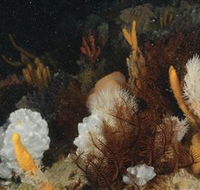 Point Hicks Marine National Park - Tourism Canberra
