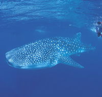 Ningaloo Reef - Tourism Canberra