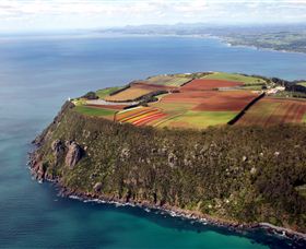 Table Cape - Tourism Canberra 0