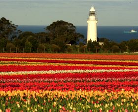 Table Cape - Tourism Canberra 5
