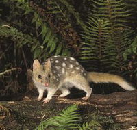 Tarkine Forest Reserve - Tourism Canberra