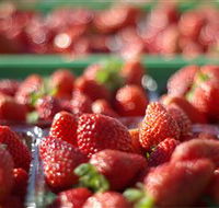 Turners Beach Berry Patch - Tourism Canberra