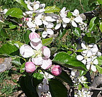 Avro Park Orchards - Tourism Canberra
