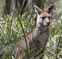 Blue Mountains Guides - Tourism Canberra