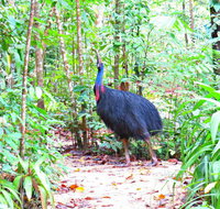 Daintree Safaris - Tourism Canberra