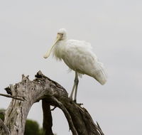 Melbourne Birding Tours - Tourism Canberra
