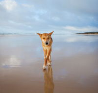 Fraser Island Adventure Tours - Tourism Canberra