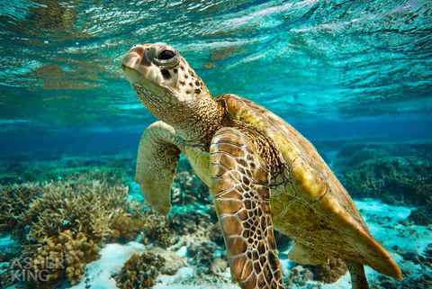 Ocean Art Gallery & Cafe - Tourism Canberra 1