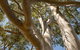 Lindsay Pryor Walk, Australian National University - thumb 0