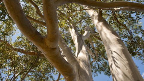 Lindsay Pryor Walk, Australian National University - Tourism Canberra 0