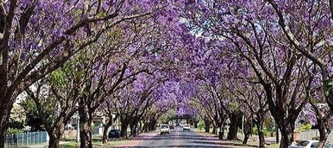 Yamba Tours And Charters - Tourism Canberra 6