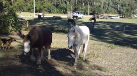 AAA Horse Riding & More - Tourism Canberra 2