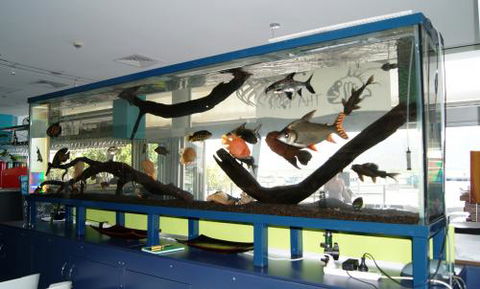 Aquariums In Cairns - Tourism Canberra 2