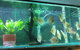 True Blue Aquariums - thumb 1