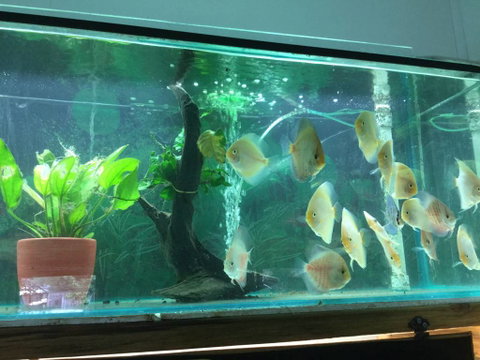 True Blue Aquariums - Tourism Canberra 1
