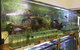 True Blue Aquariums - thumb 2