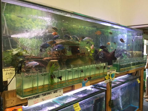 True Blue Aquariums - Tourism Canberra 2