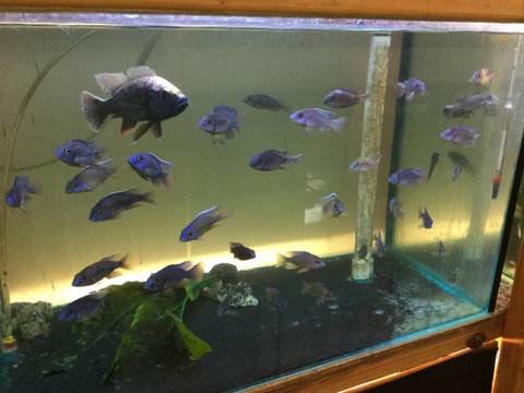 True Blue Aquariums - Tourism Canberra 3