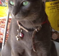 Pets and Saddles - Tourism Canberra