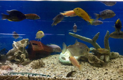 Clearwater Aquariums - Tourism Canberra 3