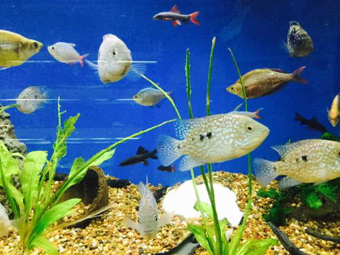 Clearwater Aquariums - Tourism Canberra 4