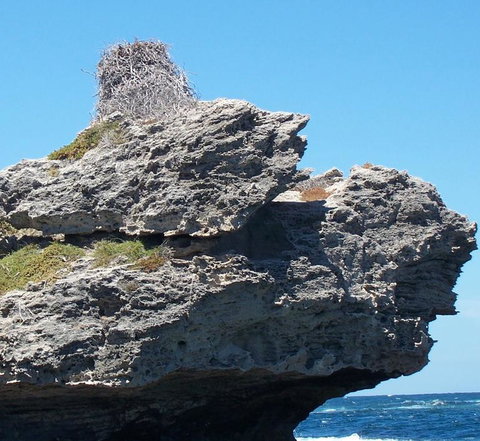 Rottnest Island Tour From Perth Or Fremantle Including Adventure Speed Boat Ride - Tourism Canberra 7