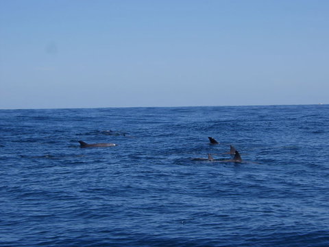 Rottnest Island Tour From Perth Or Fremantle Including Adventure Speed Boat Ride - Tourism Canberra 6