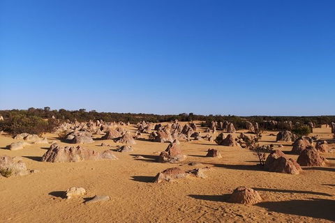 Pinnacles Day Trip From Perth Including Yanchep National Park - Tourism Canberra 6