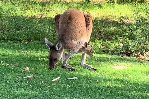 Pinnacles Day Trip From Perth Including Yanchep National Park - Tourism Canberra 5