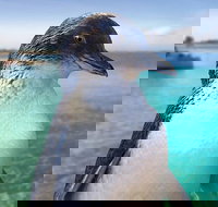 Full-Day Penguin Island  Fremantle Town - Tourism Canberra