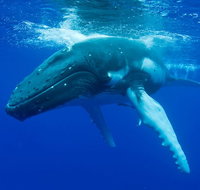 Dunsborough Whale Watching Eco Tour - Tourism Canberra