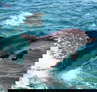 Half-Day Mandurah Canals  Dolphin Watch Tour - Tourism Canberra