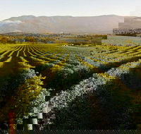 Half-Day Swan Valley Walk  Fruit Orchard - Tourism Canberra