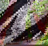 Margaret River Wineries Caves Ocean and Karri - Air  Ground Tour - Tourism Canberra