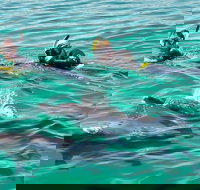 Swim with Dolphins Day Trip from Perth - Tourism Canberra