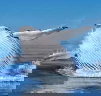 Whale Watching Dunsborough - Tourism Canberra