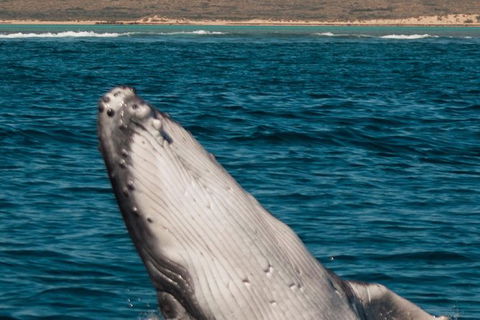 VIP Luxury Chartered Escapes, Exploring The Reef At Your Own Pace - Tourism Canberra 3