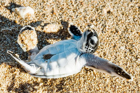 VIP Luxury Chartered Escapes, Exploring The Reef At Your Own Pace - Tourism Canberra 38