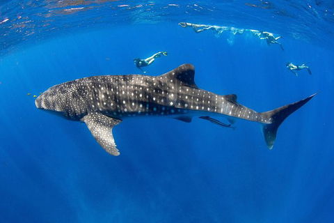 VIP Luxury Chartered Escapes, Exploring The Reef At Your Own Pace - Tourism Canberra 27
