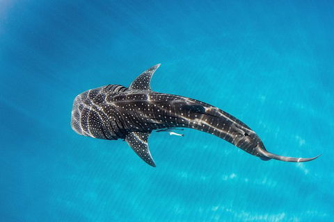 VIP Luxury Chartered Escapes, Exploring The Reef At Your Own Pace - Tourism Canberra 18