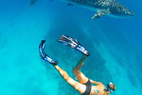 VIP Luxury Chartered Escapes, Exploring The Reef At Your Own Pace - Tourism Canberra 26