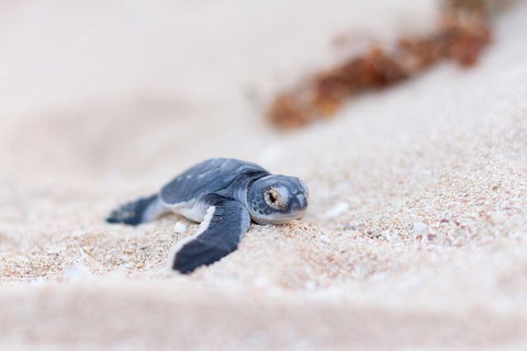VIP Luxury Chartered Escapes, Exploring The Reef At Your Own Pace - Tourism Canberra 6