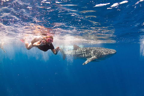 VIP Luxury Chartered Escapes, Exploring The Reef At Your Own Pace - Tourism Canberra 8