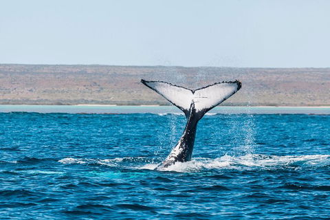 VIP Luxury Chartered Escapes, Exploring The Reef At Your Own Pace - Tourism Canberra 12