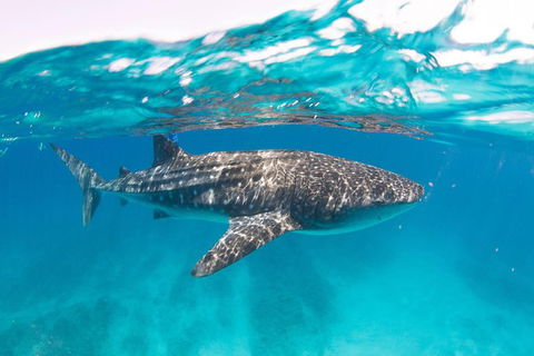 VIP Luxury Chartered Escapes, Exploring The Reef At Your Own Pace - Tourism Canberra 15