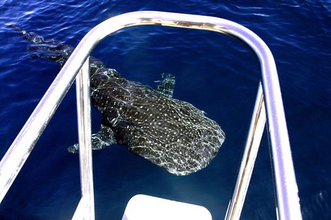 VIP Luxury Chartered Escapes, Exploring The Reef At Your Own Pace - Tourism Canberra 11
