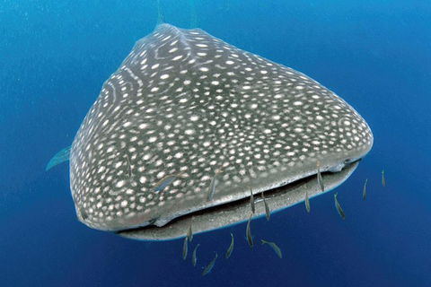 VIP Luxury Chartered Escapes, Exploring The Reef At Your Own Pace - Tourism Canberra 46