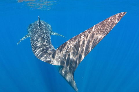 VIP Luxury Chartered Escapes, Exploring The Reef At Your Own Pace - Tourism Canberra 37