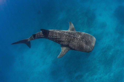 VIP Luxury Chartered Escapes, Exploring The Reef At Your Own Pace - Tourism Canberra 34
