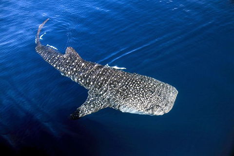 VIP Luxury Chartered Escapes, Exploring The Reef At Your Own Pace - Tourism Canberra 30